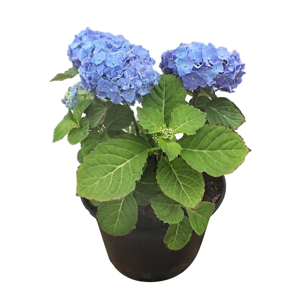 ต้นไฮเดรนเยีย เบล่า ชัยโย