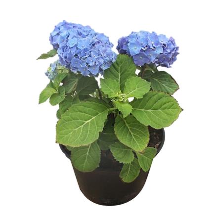 ต้นไฮเดรนเยีย เบล่า ชัยโย_0