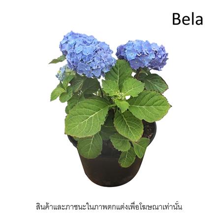 ต้นไฮเดรนเยีย เบล่า ชัยโย_1