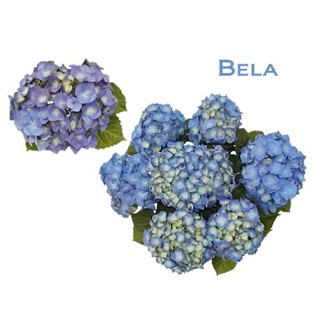 ต้นไฮเดรนเยีย เบล่า ชัยโย_2