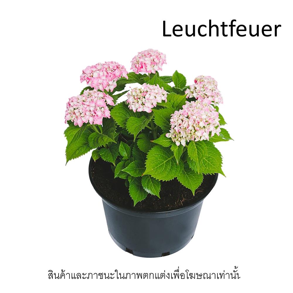 ต้นไฮเดรนเยีย ลูฟีเออร์ ชัยโย