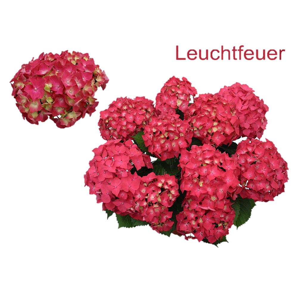 ต้นไฮเดรนเยีย ลูฟีเออร์ ชัยโย