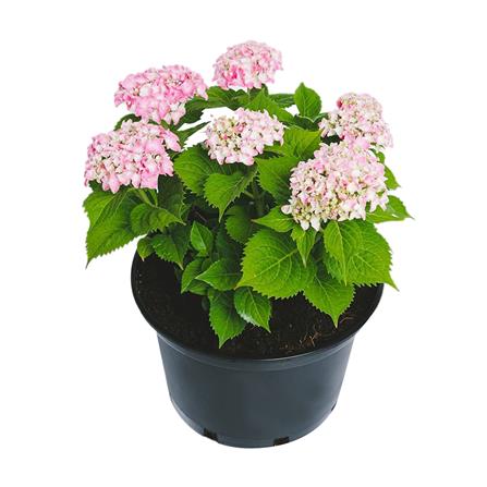 ต้นไฮเดรนเยีย ลูฟีเออร์ ชัยโย_0