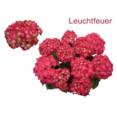 ต้นไฮเดรนเยีย ลูฟีเออร์ ชัยโย_2