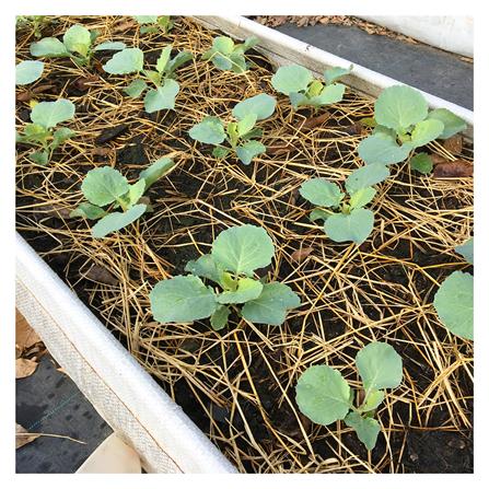 กระบะปลูกอเนกประสงค์ ไม่รวมโครง ซามูไร 0.6x2.0x0.3 ม._1