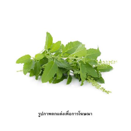 เมล็ดพันธุ์กะเพรา กรีน การ์เด้น_1