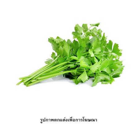 เมล็ดพันธุ์ขึ้นฉ่าย กรีน การ์เด้น_1