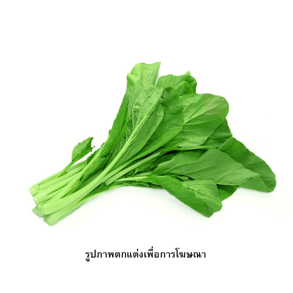 เมล็ดพันธุ์กวางตุ้ง กรีน การ์เด้น