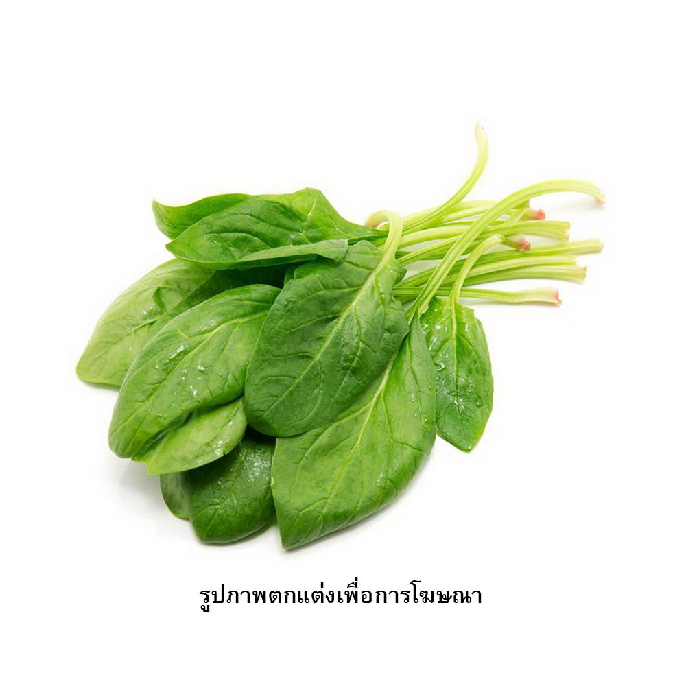 เมล็ดพันธุ์ผักโขม กรีน การ์เด้น