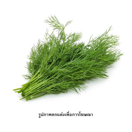 เมล็ดพันธุ์ผักชีลาว กรีน การ์เด้น_1