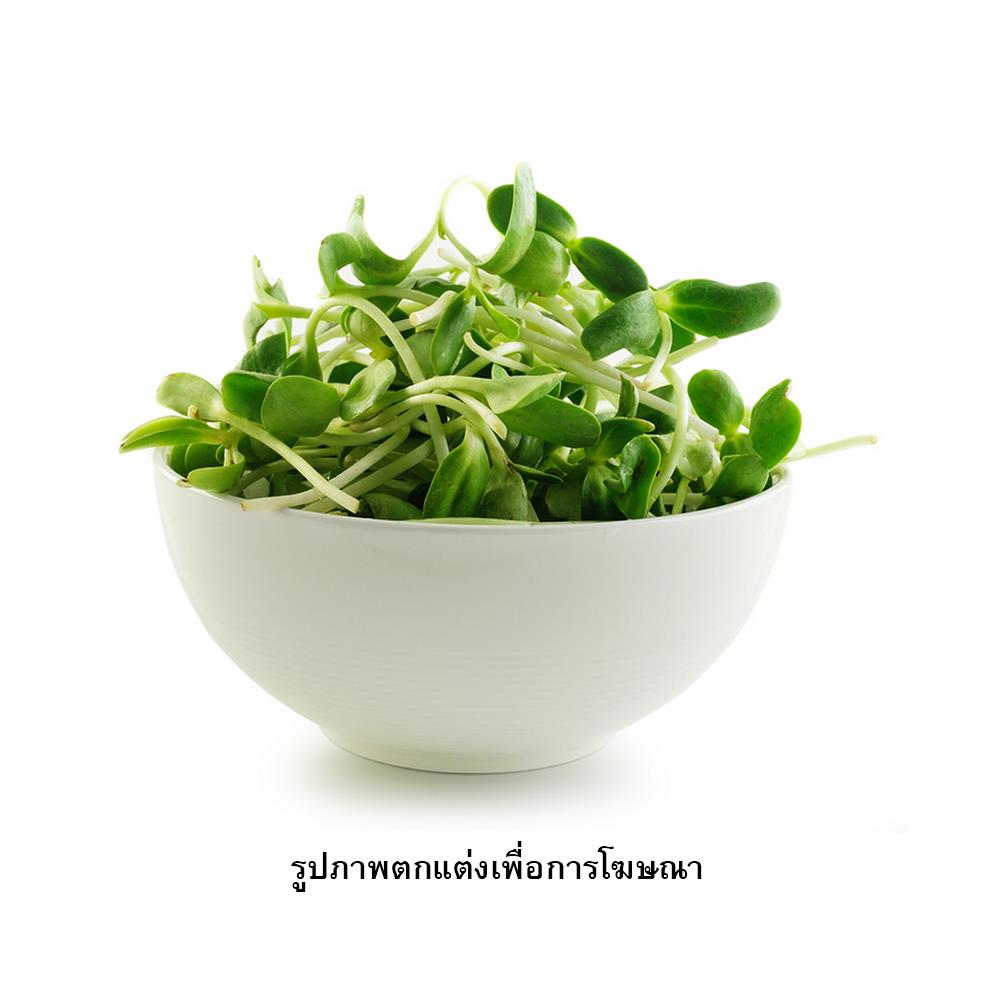 เมล็ดพันธุ์ทานตะวันงอก กรีน การ์เด้น