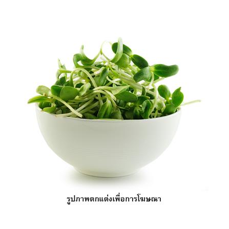 เมล็ดพันธุ์ทานตะวันงอก กรีน การ์เด้น_1