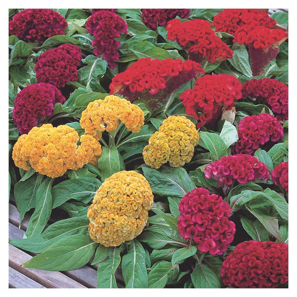 เมล็ดพันธุ์หงอนไก่ กรีน การ์เด้น