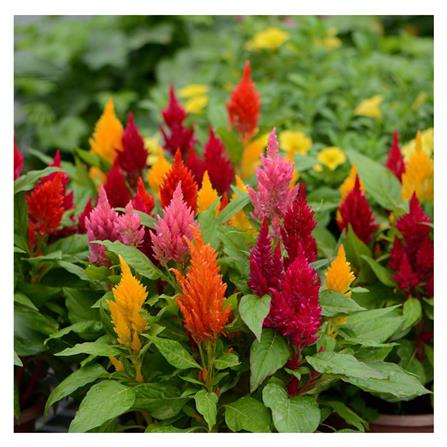 เมล็ดพันธุ์ดอกสร้อยไก่ กรีน การ์เด้น_1