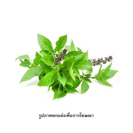 เมล็ดพันธุ์โหระพา กรีน การ์เด้น_1