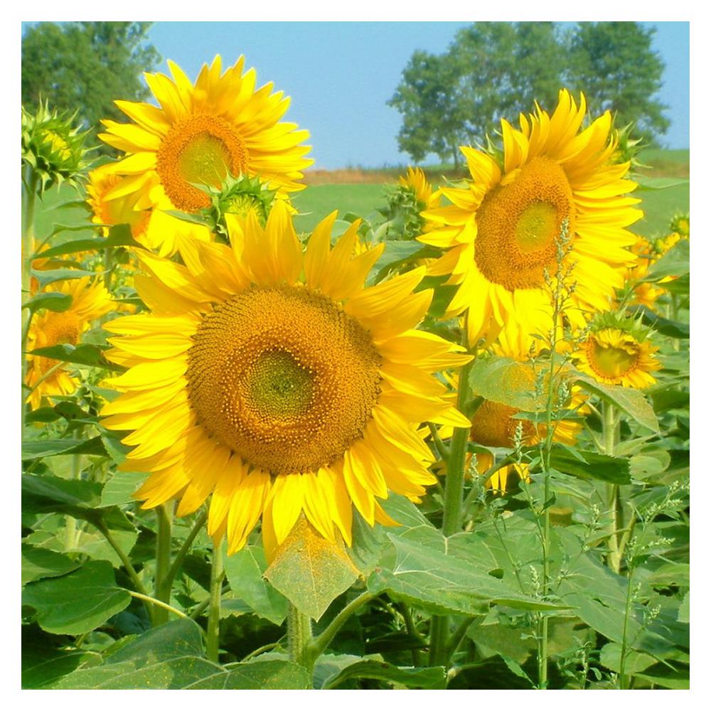 เมล็ดพันธุ์ดอกทานตะวัน กรีน การ์เด้น