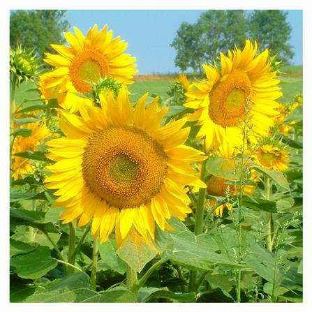 เมล็ดพันธุ์ดอกทานตะวัน กรีน การ์เด้น_1