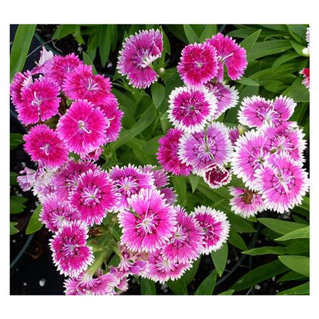 เมล็ดพันธุ์ดอกผีเสื้อ กรีน การ์เด้น_1