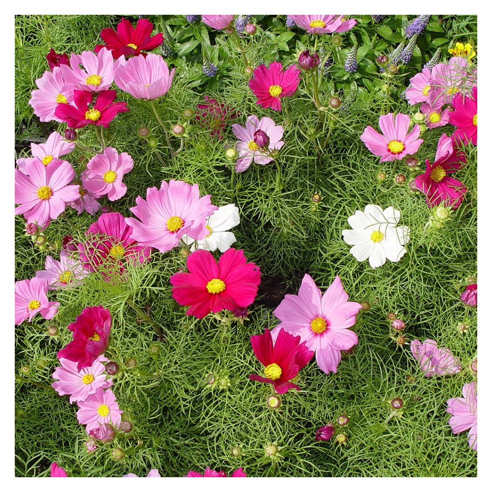 เมล็ดพันธุ์ดอกดาวกระจาย กรีน การ์เด้น