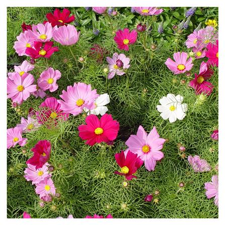 เมล็ดพันธุ์ดอกดาวกระจาย กรีน การ์เด้น_1