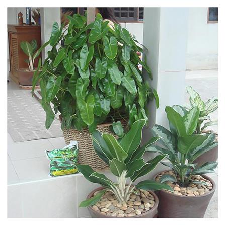 อะมิโนโปรตีนอัดเม็ดสำหรับพืช GREEN GARDEN 350 กรัม_1