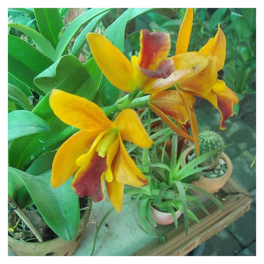 อะมิโนโปรตีนอัดเม็ดสำหรับพืช GREEN GARDEN 350 กรัม