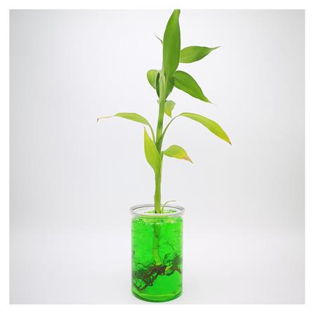 ดินวิทยาศาสตร์ GREEN GARDEN สีเขียว_1