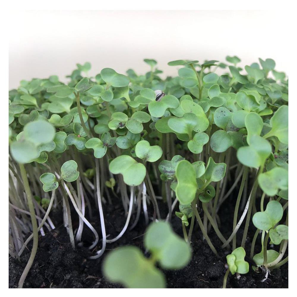 เมล็ดพันธุ์ต้นอ่อนเบบี้คะน้า GREEN GARDEN 10 กรัม