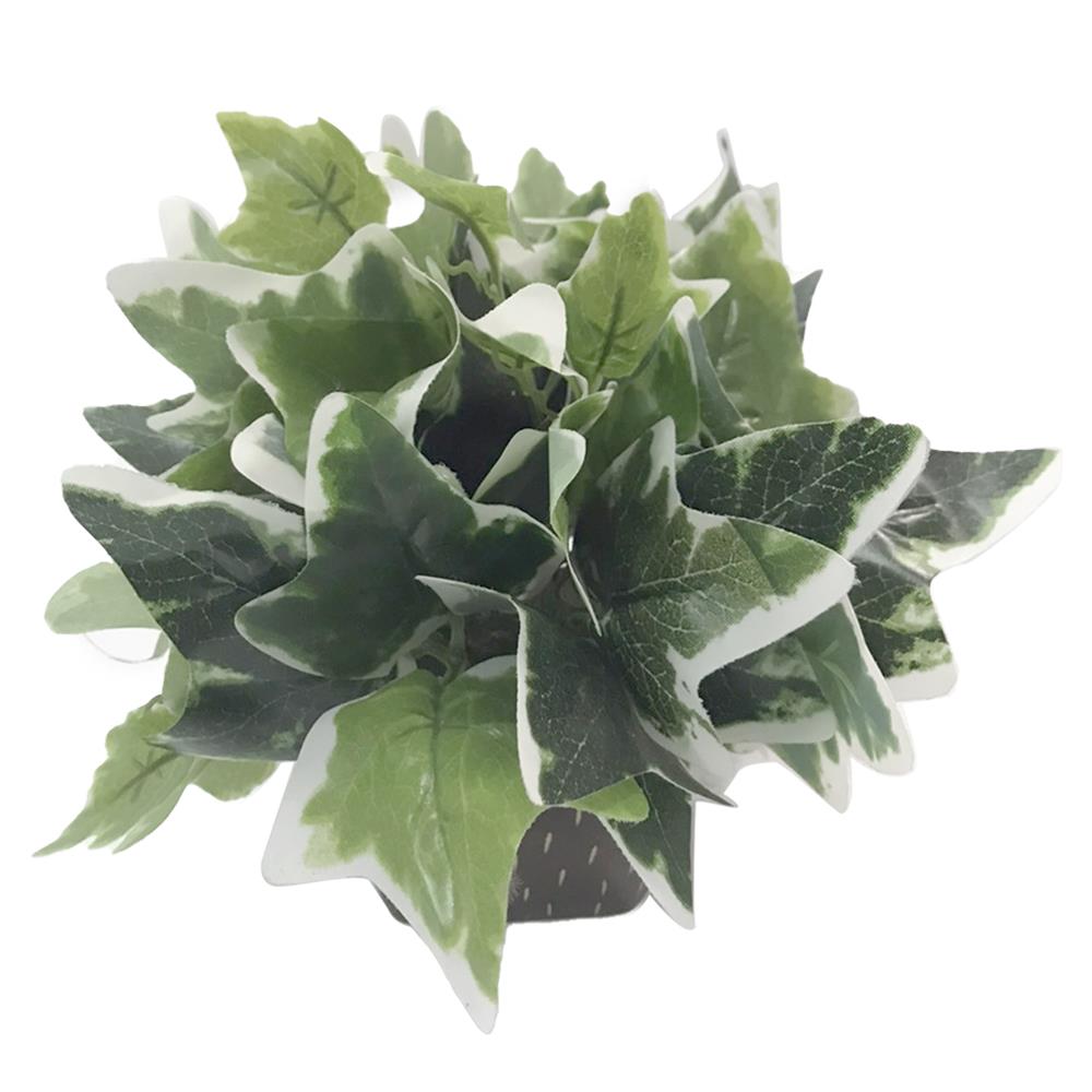 ต้นไม้ใบเขียวในกระถางเซรามิก 03 WACH 23