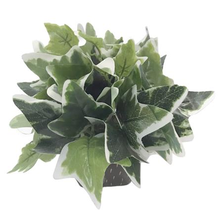 ต้นไม้ใบเขียวในกระถางเซรามิก 03 WACH 23