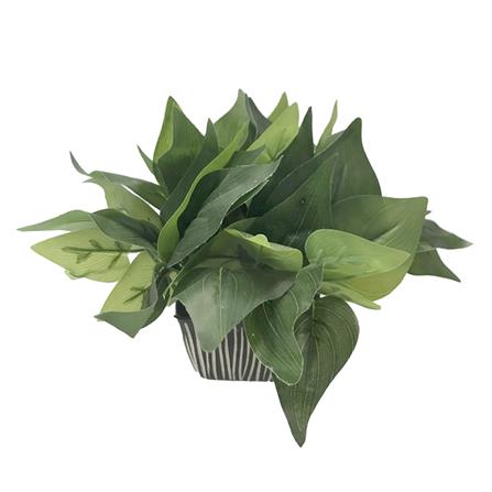 ต้นไม้ใบเขียวในกระถางเซรามิก 01 WACH 23