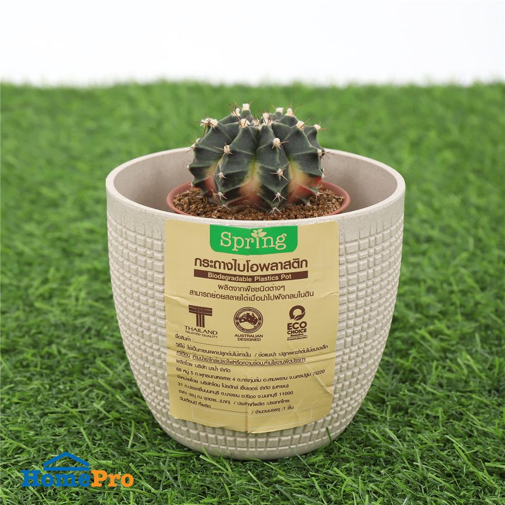 กระถางชีวภาพย่อยสลาย SPRING ORCHID 9.6 ซม. สีน้ำตาลอ่อน