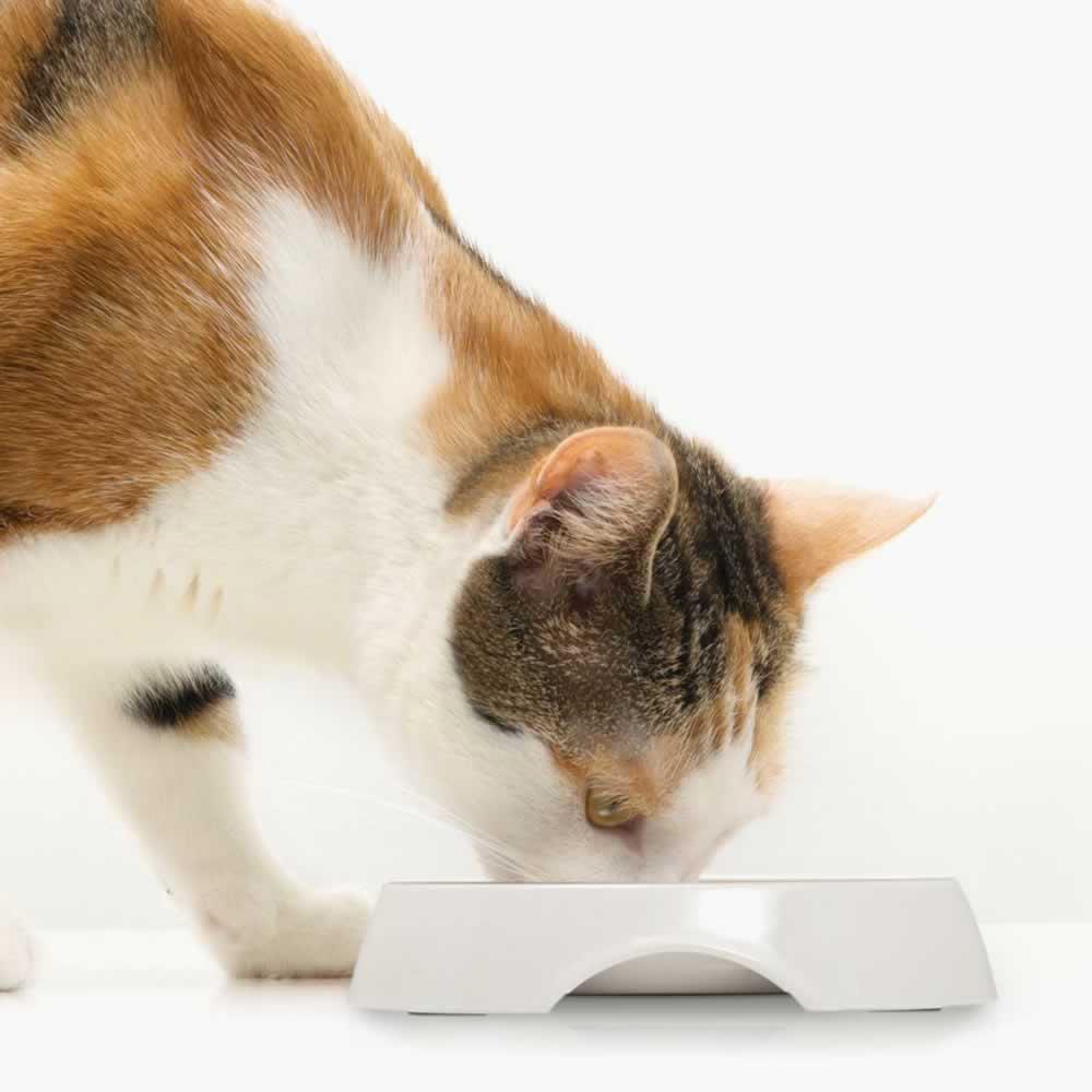 ชามใส่อาหาร 2 หลุม Catit Feeding Double Dish สีขาว