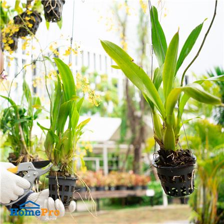 ลวดแขวนกล้วยไม้ SPRING 3 สาย 65 ซม. แพ็ก 6 เส้น_3