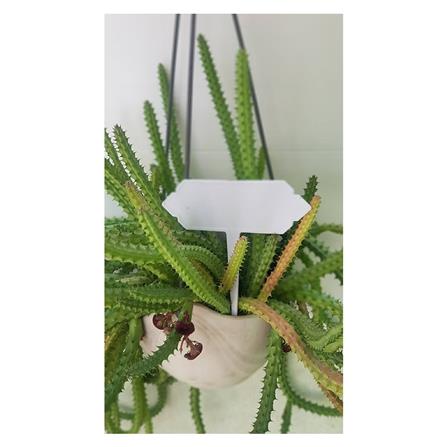 ป้ายปักกระถาง SPRING ไซซ์ M แพ็ก 20 ชิ้น_4