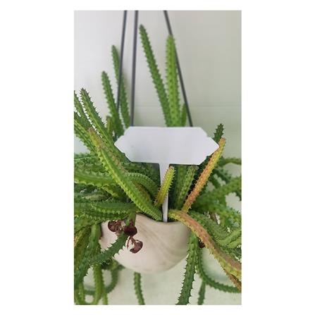 ป้ายปักกระถาง SPRING ไซซ์ S แพ็ก 20 ชิ้น_5