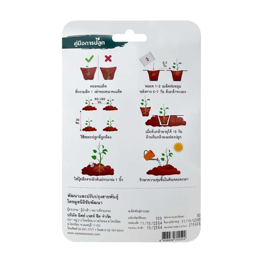 เมล็ดพันธุ์ ถั่วแขกสีเหลือง เทพรัตน์ เบอร์ 1 ศรแดง 100 เมล็ด