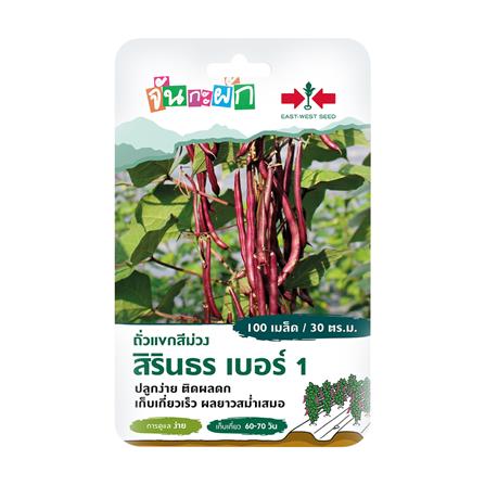 เมล็ดพันธุ์ ถั่วแขกสีม่วง สิรินธร เบอร์ 1 ศรแดง 100 เมล็ด