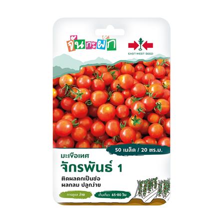 เมล็ดพันธุ์ มะเขือเทศผลกลม จักรพันธ์ 1 ศรแดง 50 เมล็ด