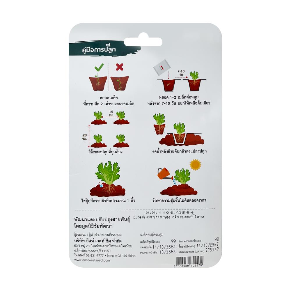 เมล็ดพันธุ์ ผักกาดหอม สลัดสวยงาม ศรแดง