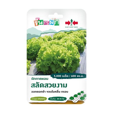 เมล็ดพันธุ์ ผักกาดหอม สลัดสวยงาม ศรแดง