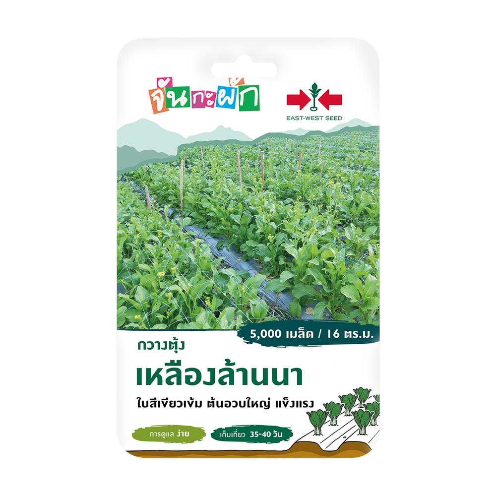 เมล็ดพันธุ์กวางตุ้ง เหลืองล้านนา ศรแดง