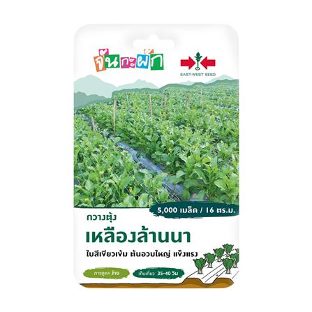 เมล็ดพันธุ์กวางตุ้ง เหลืองล้านนา ศรแดง_0