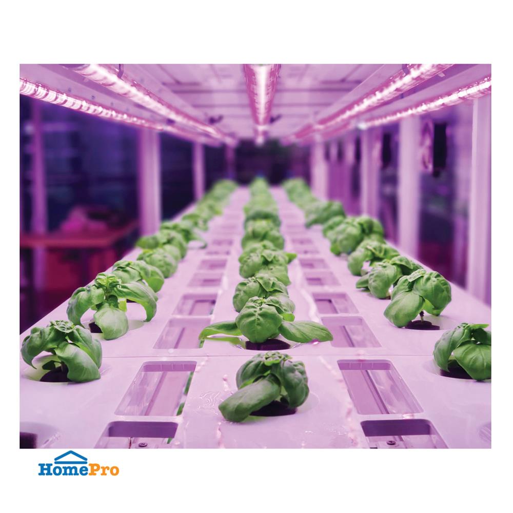 ชุดรางนีออน LED LAMPTAN PLANT GLOW 9 วัตต์ สีม่วง แพ็ก 2 ชิ้น