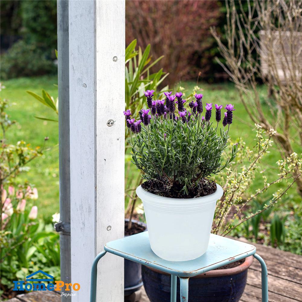 กระถางต้นไม้ SPRING 5.5 นิ้ว สีขาวใส แพ็ค 5 ใบ