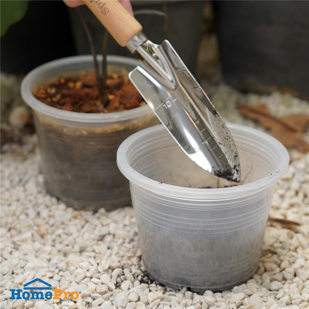 กระถางต้นไม้ SPRING 6 นิ้ว สีขาวใส แพ็ค 5 ใบ