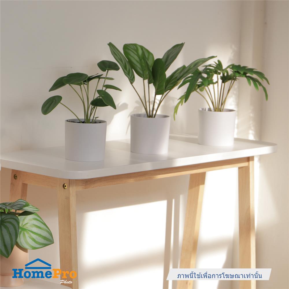 ต้นคล้าใบตองประดิษฐ์ในกระถางเมลามีน SPRING 25 ซม.