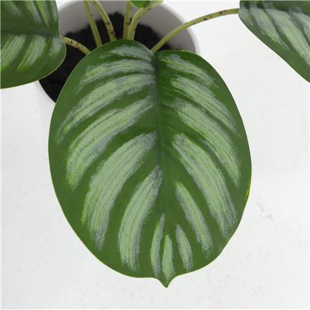 ต้นคล้าใบตองประดิษฐ์ในกระถางเมลามีน SPRING 25 ซม._1