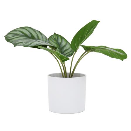 ต้นคล้าใบตองประดิษฐ์ในกระถางเมลามีน SPRING 25 ซม._2