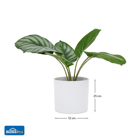 ต้นคล้าใบตองประดิษฐ์ในกระถางเมลามีน SPRING 25 ซม._6